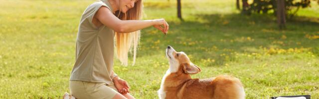The 3 dog training mistakes that create anxiety in puppies—and most owners do them daily without realizing it