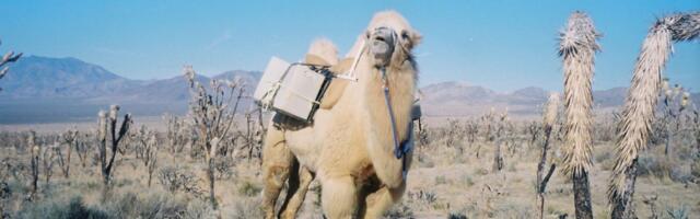 This camel has a very important job