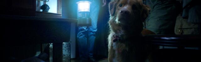 Good Boy review: What if a dog were a horror movie hero?