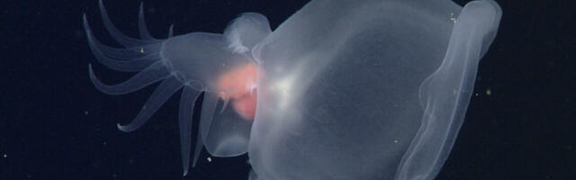 Researchers finally identify the ocean’s “mystery mollusk”