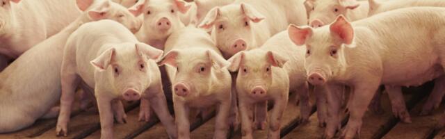 How factory farming took over America — and why it isn’t going away anytime soon
