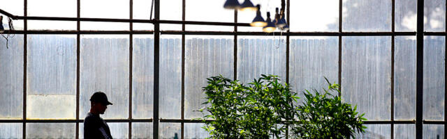 Santa Cruz County cannabis lounge policy clears final hurdle
