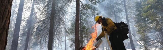 Why saving old trees is weirdly controversial