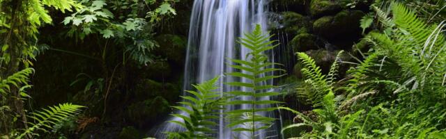 I've lived in Florida for over 25 years. Skip the major cities and spend time in these 5 gorgeous state parks instead.