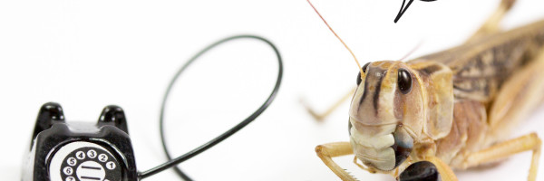 Kea raises $10M to build AI that helps restaurants answer the phone