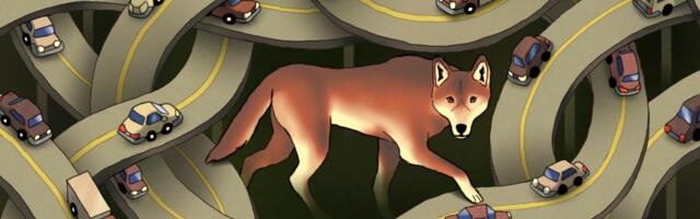 Less than 20 red wolves remain in the wild. We had a plan to save them.