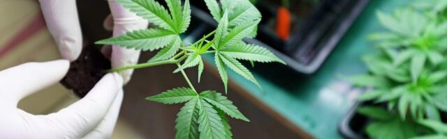 A bad experience with an edible? You may be part of the challenge facing the cannabis drinks industry