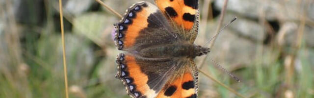 Citizen Scientists demonstrate that Bugs Matter this summer