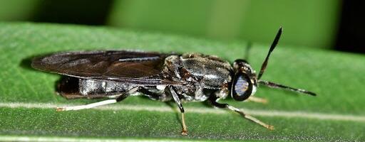 Is the bioeconomy Europe’s biggest hidden opportunity?