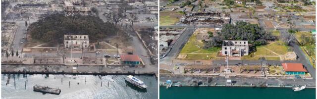 How Lahaina’s more than 150-year-old banyan tree is coming back to life after devastating fire