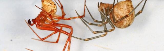 Biologists Engineer Spiders to Spin Glowing Red Silk