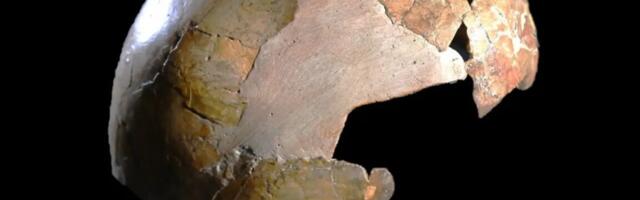 Ancient skull may have been half human, half Neanderthal child