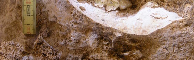 We have a fossil closer to our split with Neanderthals and Denisovans