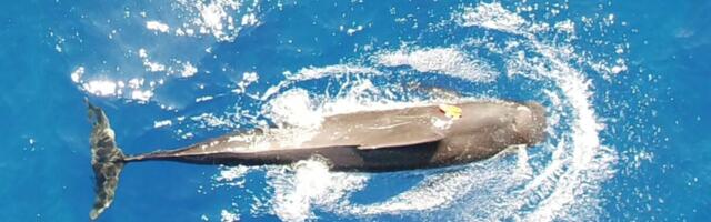 Scientists Wanted to Know How Many Squid Pilot Whales Eat Each Day. What They Found Was Astounding