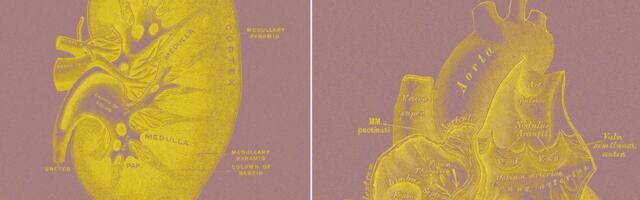 A Billionaire-Backed Startup Wants to Grow 'Organ Sacks' to Replace Animal Testing