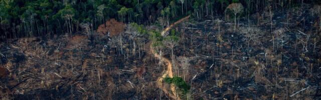 Microsoft secures deal to restore Amazon rainforest and offset AI emissions