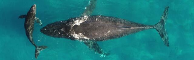 How whale urine benefits the ocean ecosystem
