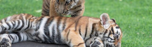 The latest additions to the Tiger Cub family: A new $1 billion Coatue spin-out and Stephen Mandel's son's new fund