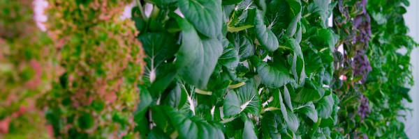 Plenty has raised over $500 million to grow fruits and veggies indoors