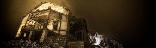 And the winning Wildlife Photographer of the Year 2025 image was taken with... an eleven year old Nikon DSLR