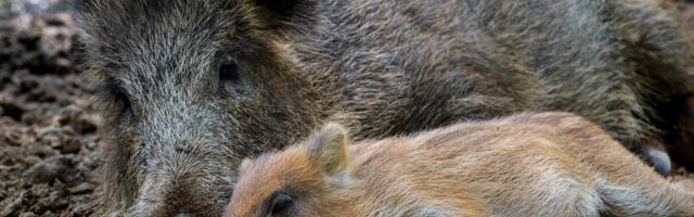 Why some wild animals are getting insomnia