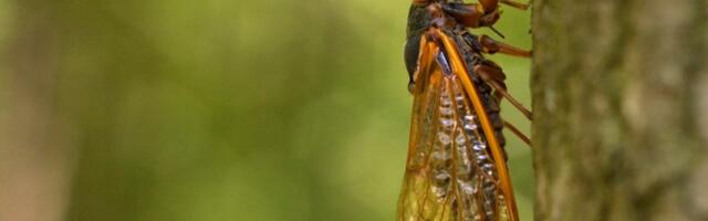 Where billions of cicadas are about to emerge, in one map