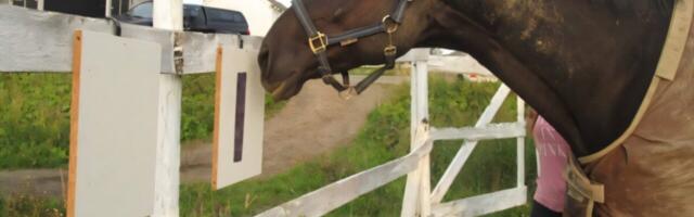 Nordic Equestrian Project Asks Horses if They Want Blankets or Not