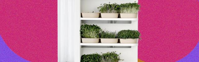InstaFarm Automated Indoor Microgreens Garden Review: Easy Being Green
