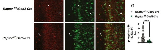 Scientists say dropping acid can help with social anxiety and alcoholism