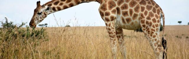 The War on Poaching Has Gone Full Tech Dystopia—and It May Not Be Working