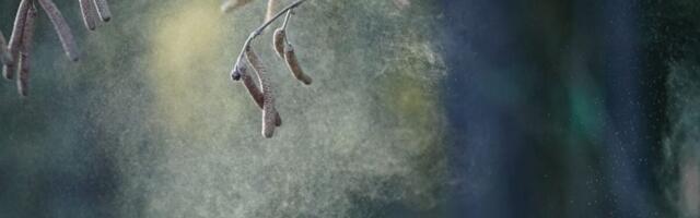 Pollen Might Be Hurting Kids’ Test Scores