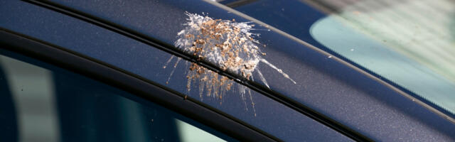 How To Get Rid Of Pesky Bird Poop Without Damaging Your Car's Finish