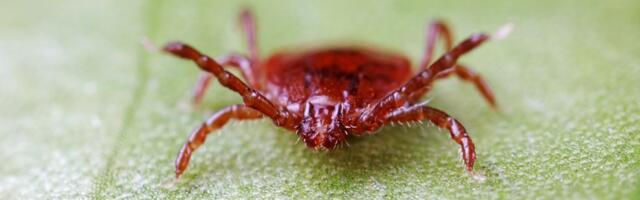 Scientists Have Discovered a New, Potentially Brain-Invading Tick Virus