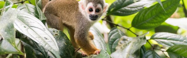 A Monkey Herpesvirus Could Hold Key to New Cancer Treatment