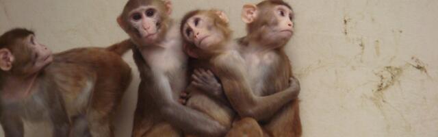 Could lab monkeys soon become a thing of the past?