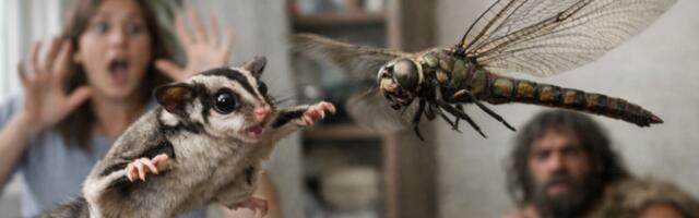 Гигантские насекомые прошлого — почему они были такими большими? Нет, это не кислород