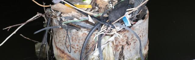 Plastic Triggered a New Geological Epoch—and the Evidence May Be in Bird Nests