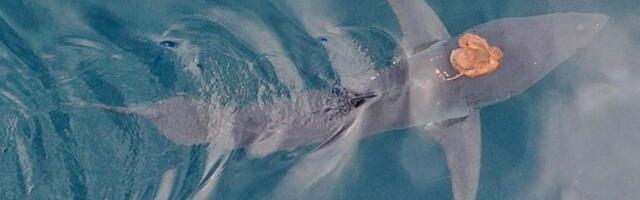 A Real-Life Sharktopus: Scientists Capture Footage of Octopus Riding Shark’s Back