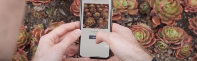 This free AR app helped me remember who my plants are