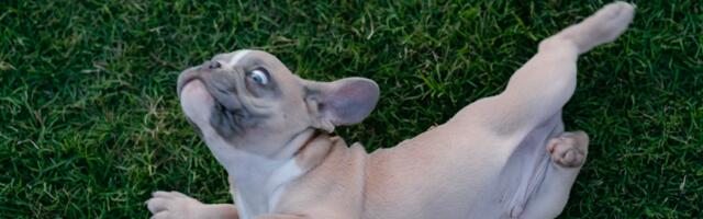 Petco accidentally exposed heaps of customer information