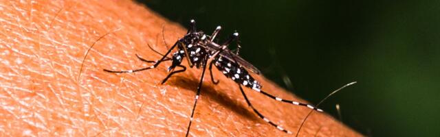 Half the world is at risk of dengue. Why is there no universal way to prevent it?