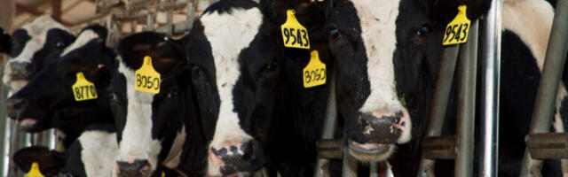 Second human case of bird flu linked to cows found—via text messages