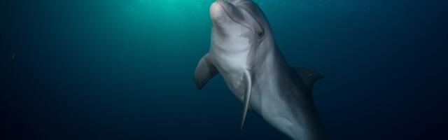 This Solitary Dolphin in the Baltic Sea Is Really Going Through It Right Now