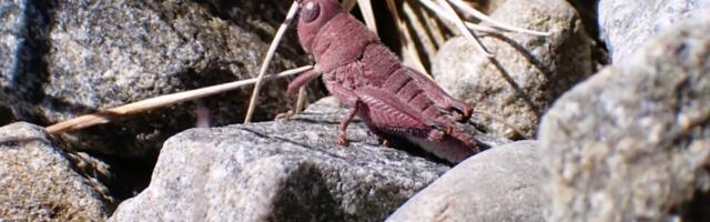 Exceptionally Rare Pink Grasshopper Is Chonky, Adorable—and a Genetic Miracle