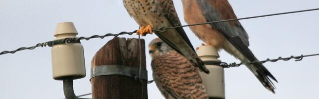 Некоторые хищники «похожи» на кукушек