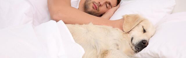 Psychology says people who let their pets sleep in their bed aren’t clingy or emotionally stunted — they’ve found one of the only relationships in modern life that offers unconditional presence without the performance anxiety that makes human connection so exhausting