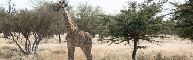 Viatu Raises $1 Million to Book Eco-Friendly Trips in Africa