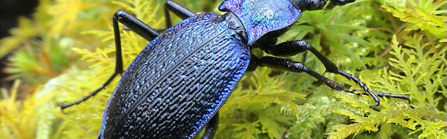 Help the Blue Ground Beetle this Blue Monday