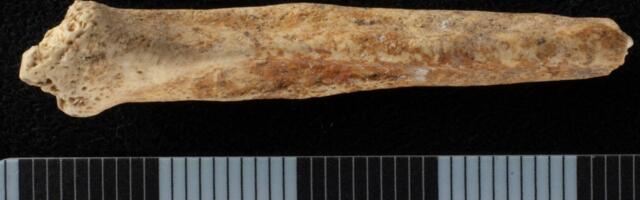 Mysterious Red-Painted Dog Penis Bone Found in Ancient Roman Shaft