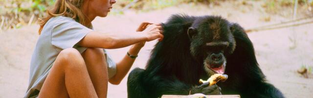 Jane Goodall wanted her life’s work to carry on, so start by streaming her groundbreaking Disney+ documentary